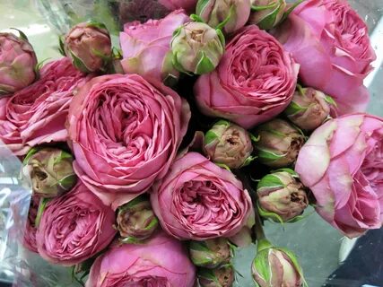 Rose blossom