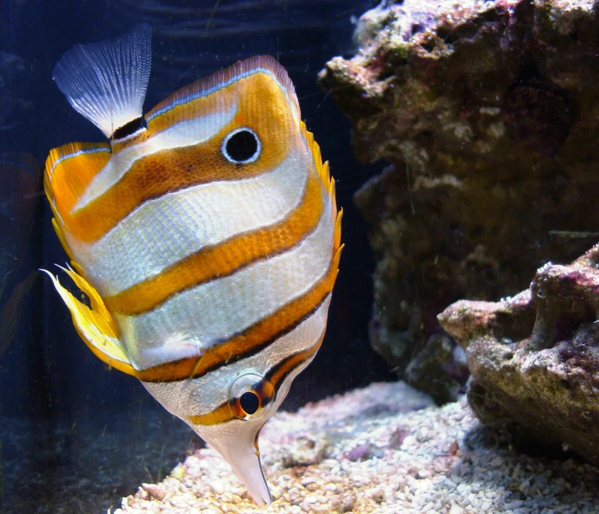 Рыбка хелмон. Heniochus chrysostomus. Рыба бабочка хелмон. Бабочка вымпельная белоперая. Рыба бабочка морская.