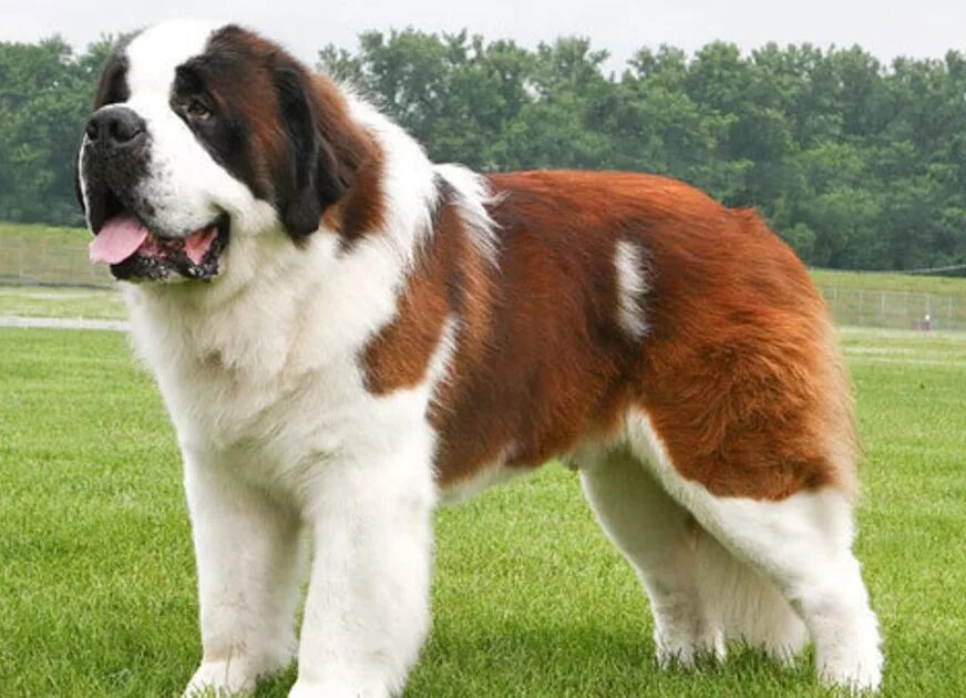 Картинку породы. Тибетский Сенбернар. Сенбернар вес. Порода собак Сенбернар фото. Большие собаки порода Сенбернар.
