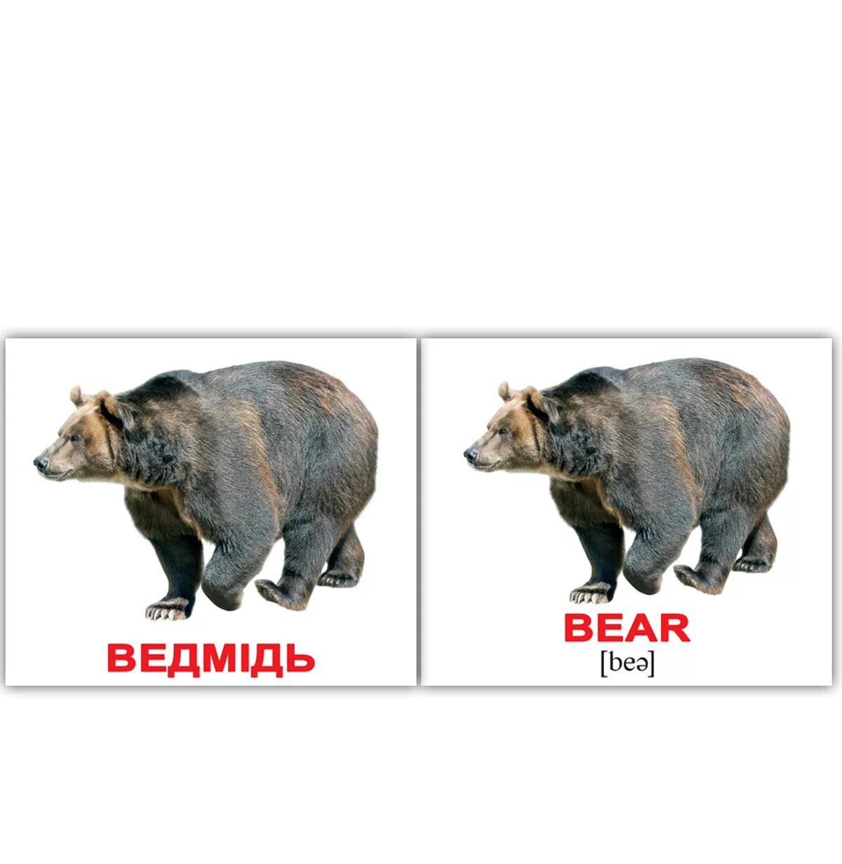 Bear транскрипция английский. Карточки с дикими животными. Карточки "Дикие животные". Карточки Домана Дикие животные на английском. Карточки Домана животные.