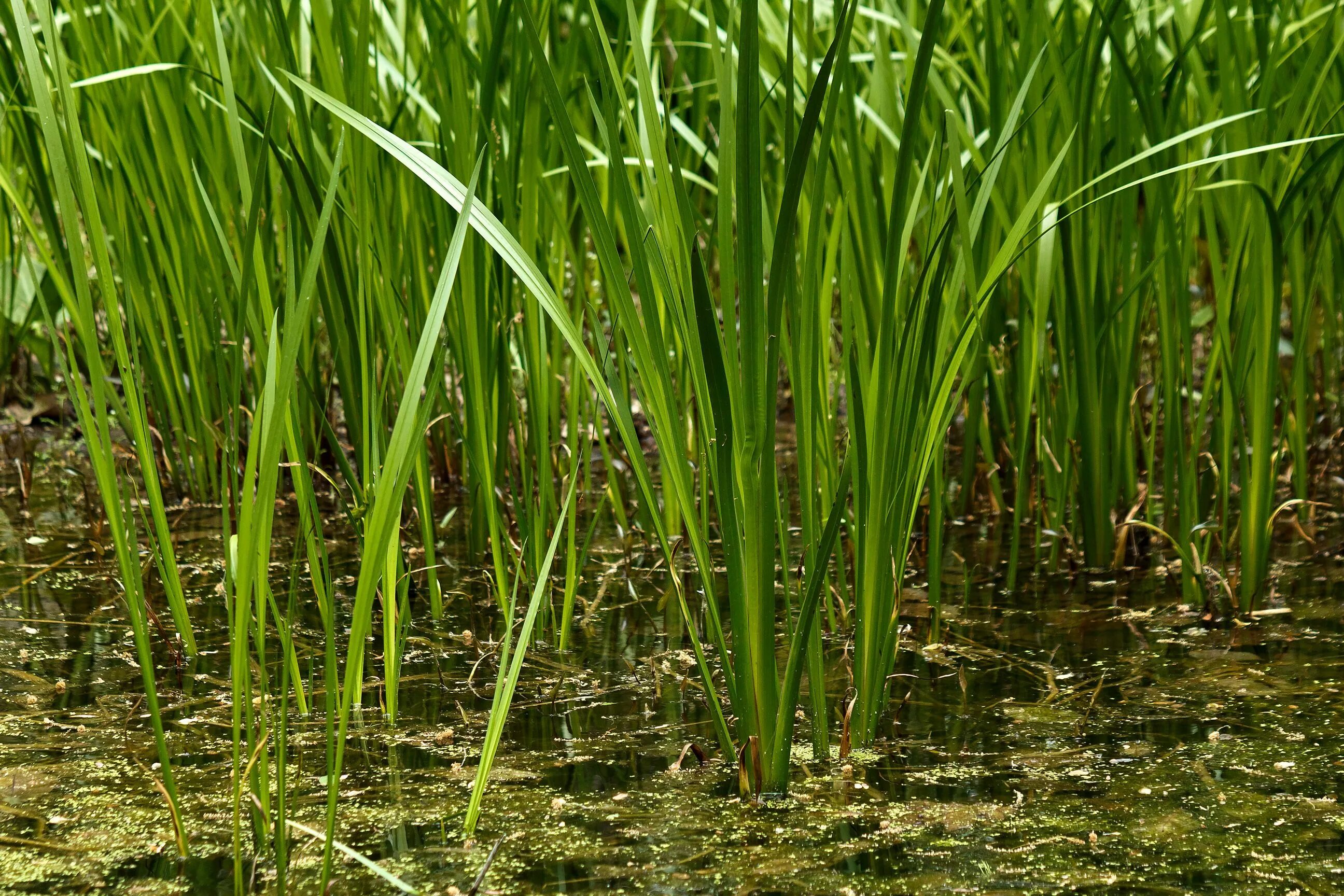 АИР обыкновенный - Acorus Calamus. АИР болотный (Acorus Calamus). АИР болотный гидрофит. Болотистые болотные травы.