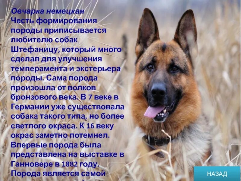 Овчарка текст. Текст про собаку. описание собаки. история собак. описание любой собаки.