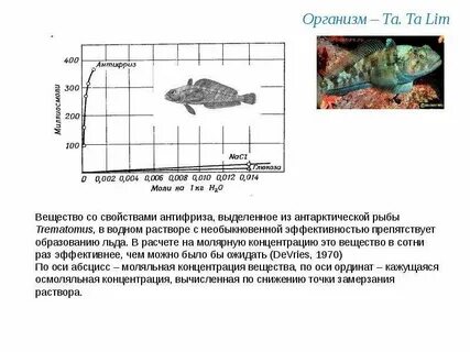 Трематом пестряк почему не замерзает