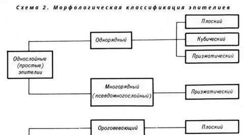 Структурно логическая схема эпителиальная ткань