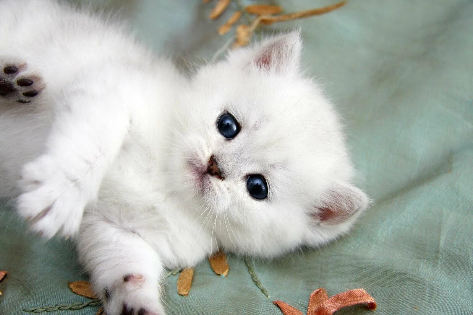 Красивая белая кошечка. Милые белые котики. Котята беленькие пушистые. Милые кошечки. Кошки маленькие милые пушистые.