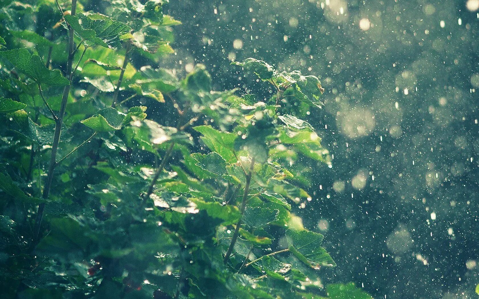 Лес мокрый дождь. Природа дождь. Ливень. Летний дождь. Листья под дождем.