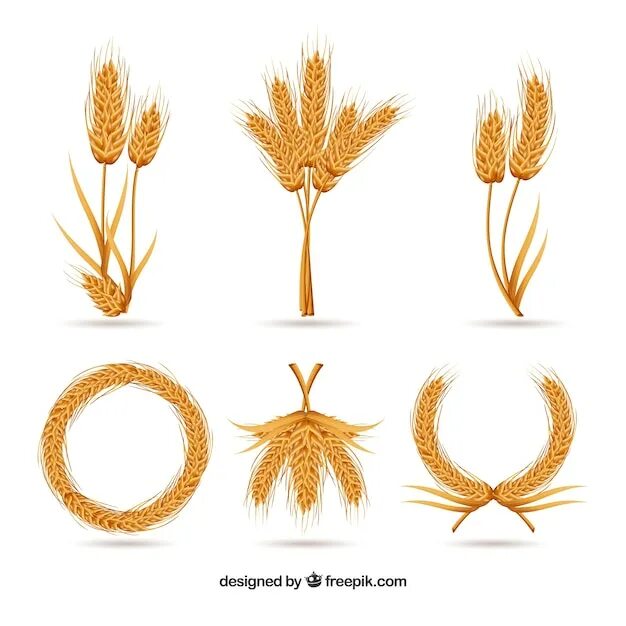 Пшеница букв и звуков. Колосья пшеницы. Три колоска. Сноп колосьев. Сноп пшеницы.