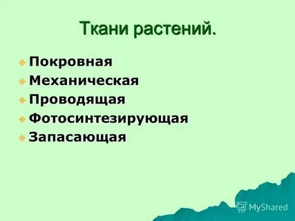 В каких органах располагаются запасающие ткани