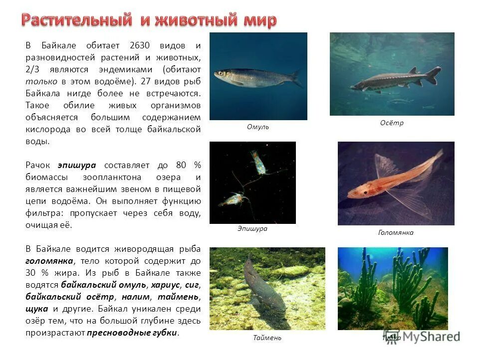 Какая рыба водится в озере. Рыба эндемик озера Байкал. Рыбы обитающие в Байкале. Редкие рыбы Байкала. Виды байкальских рыб.