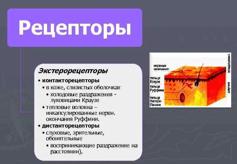 Рецепторы кожи. Строение кожных рецепторов. Холодовые рецепторы. Кожные рецепторы человека. Какова функция холодовых рецепторов кожи