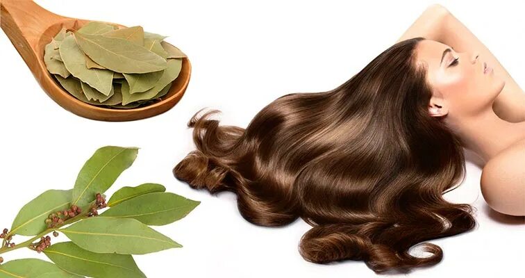 лавровый лист для волос от выпадения и для роста. лавровый лист для волос для роста. лаврушка для волос от выпадения. отвар лаврового листа для волос. отвар лаврового листа.