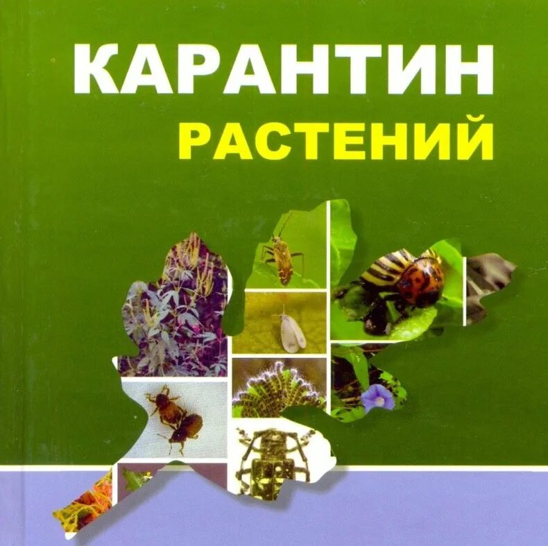 государственный карантинный фитосанитарный контроль. государственная служба по карантину растений. импорт подкарантинной продукции. отдел карантина растений. отдел государственного надзора в области карантина растений.