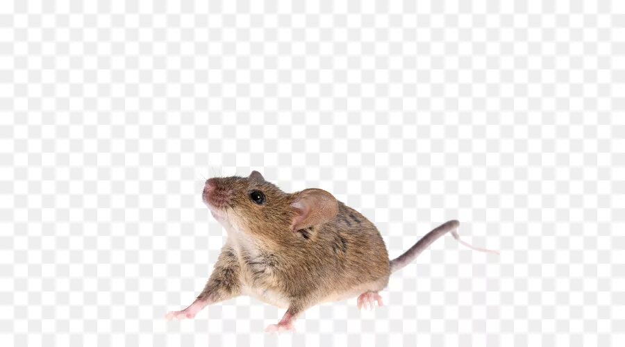 Полевая мышь убегает. Мышь без заднего фона. Мышка без фона. Мышка Живая. Крыса без фона.