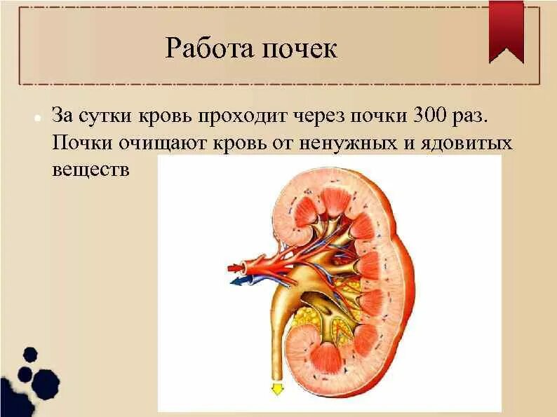 Три раза по почкам. Работа почек.