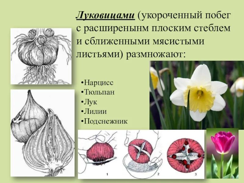 Луковица тюльпана является видоизмененным побегом. Луковица тюльпана является видоизмененным побегом