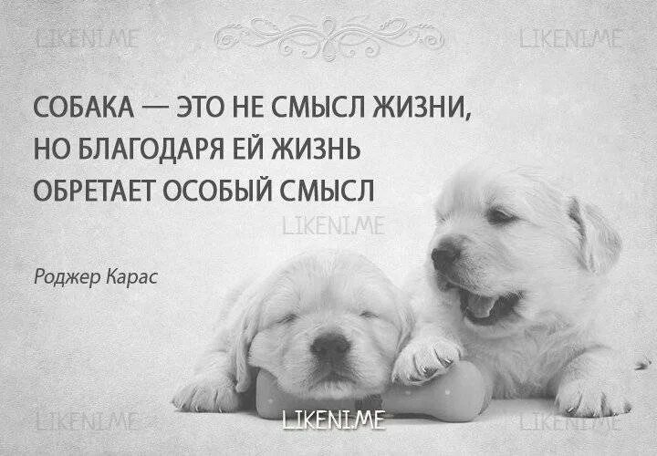 Пабло пикассо фото художника. Собаки лучше людей цитаты. Собаки великих людей. Знаменитые люди и их питомцы. Афоризмы про животных.