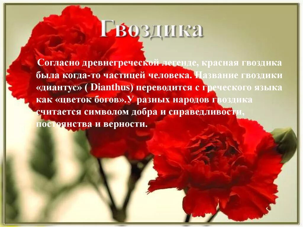 Гвоздика символизирует. Легенда о гвоздики. Легенда про гвоздику. Красная гвоздика символ чего. Легенда красной гвоздики.