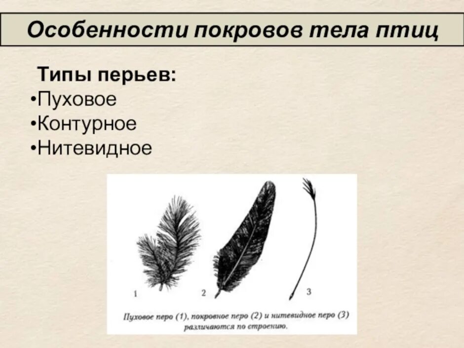 Особенности пухового пера у птиц. Нитевидные перья у птиц строение. Строение контурного и пухового пера. Пуховые перья строение и функции. Нитевидное перо строение.