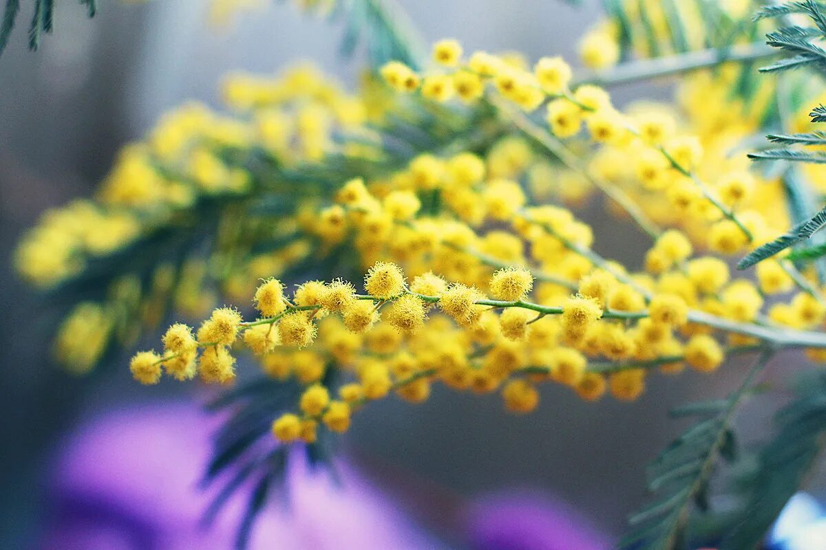 Можно ли мимозу без воды. Мимоза цветок. Весенняя Мимоза. Весенние цветы Мимоза. Мимоза Мирандоль.