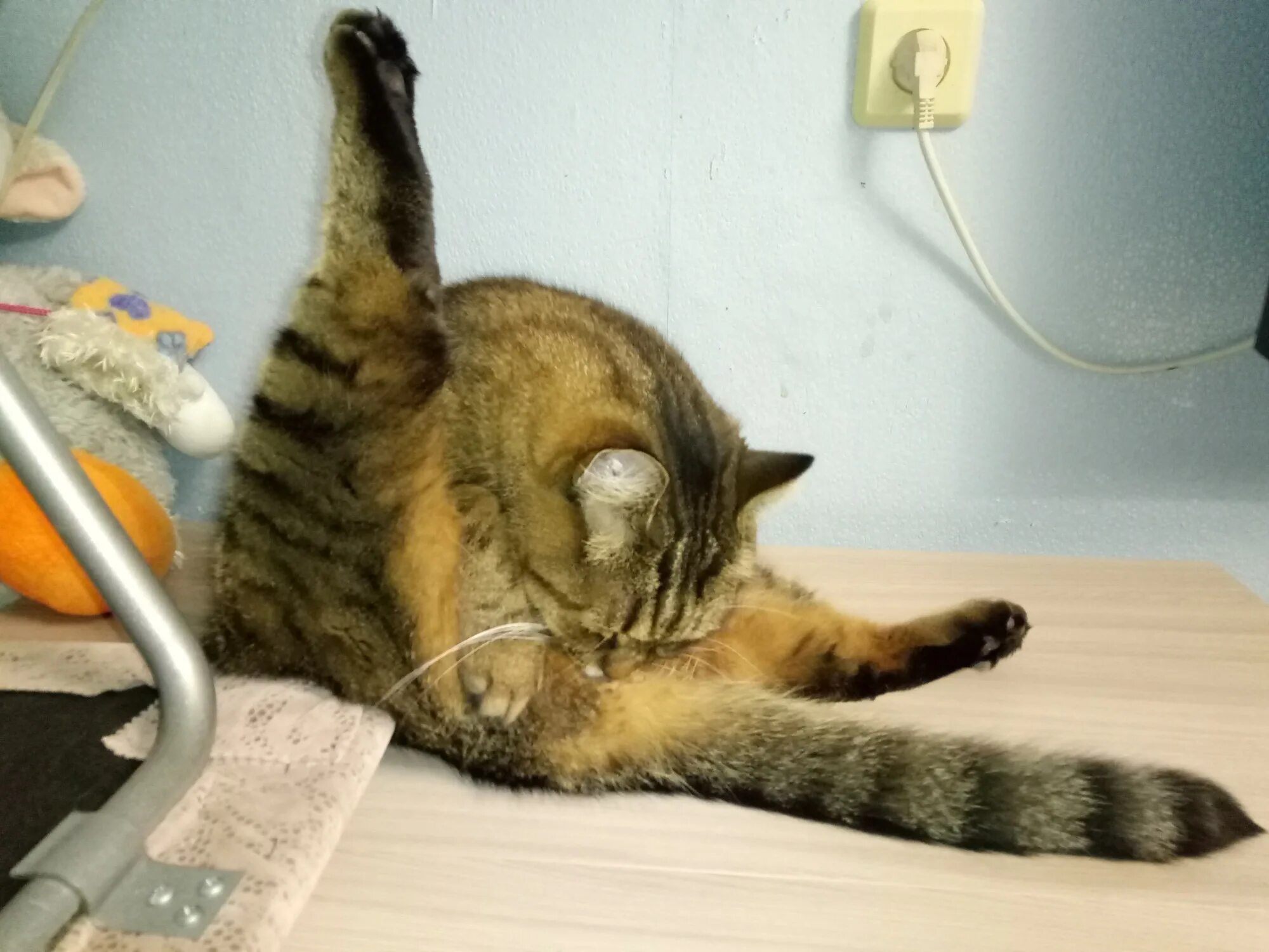 хоба. хоба. хоба. хоба у котов. хоба.