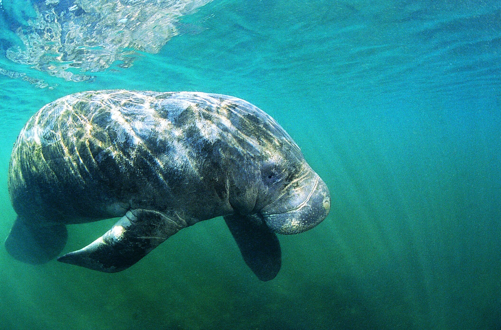 Дюгонь морская корова. Sea cow перевод. Sea cow перевод. Ламантин морская корова. Ламантин и дюгонь.