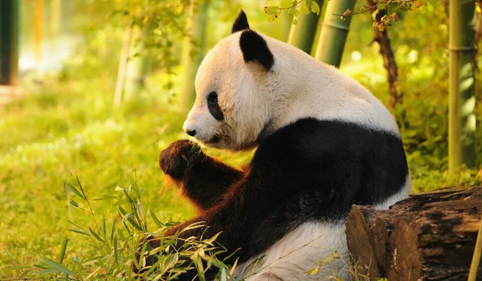 It is a panda