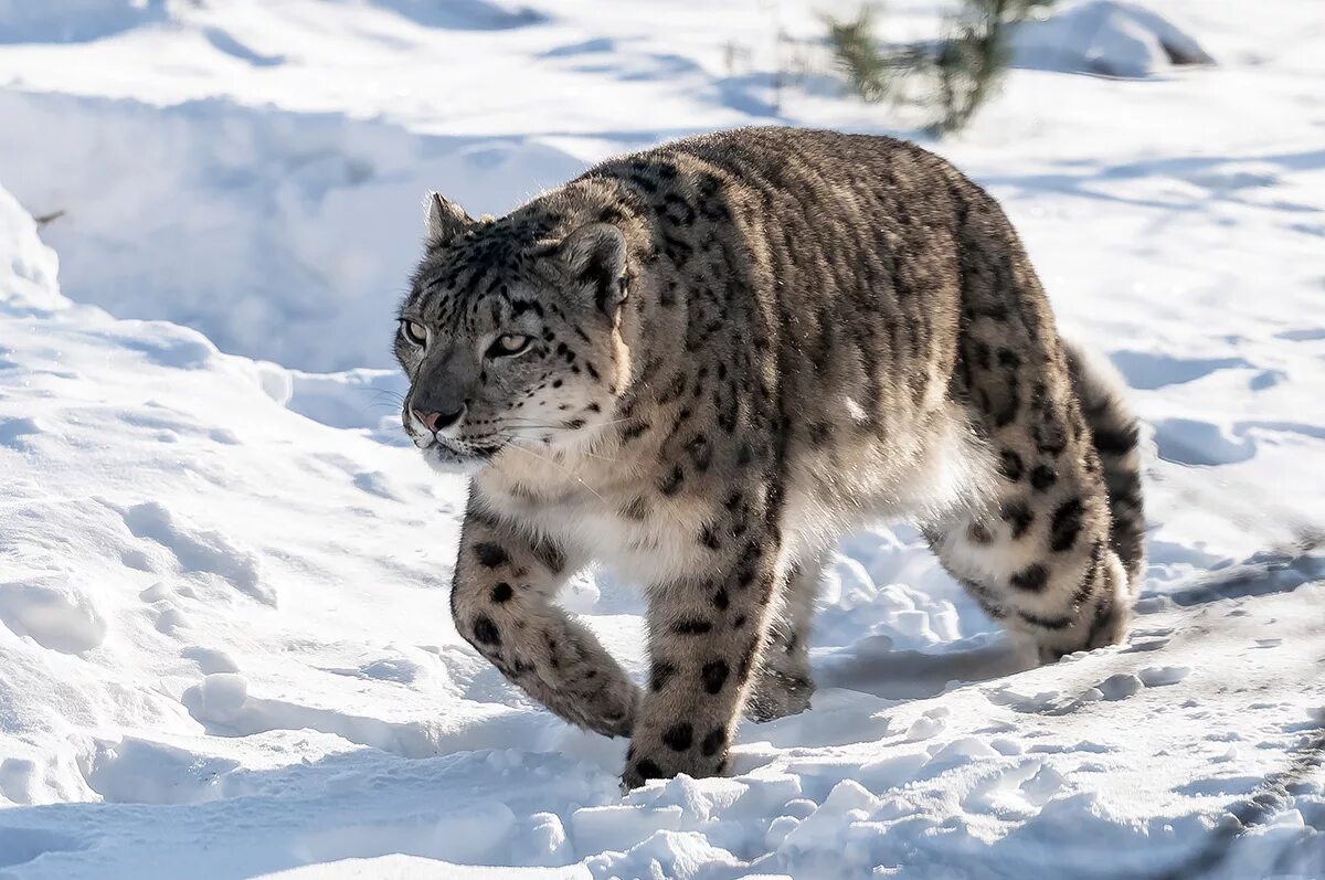 Сколько действует барс. Снежный Барс uncia uncia. Ирбис (снежный Барс) uncia uncia. Ирбис горный леопард. Снежный Барс (Ирбис, снежный леопард).