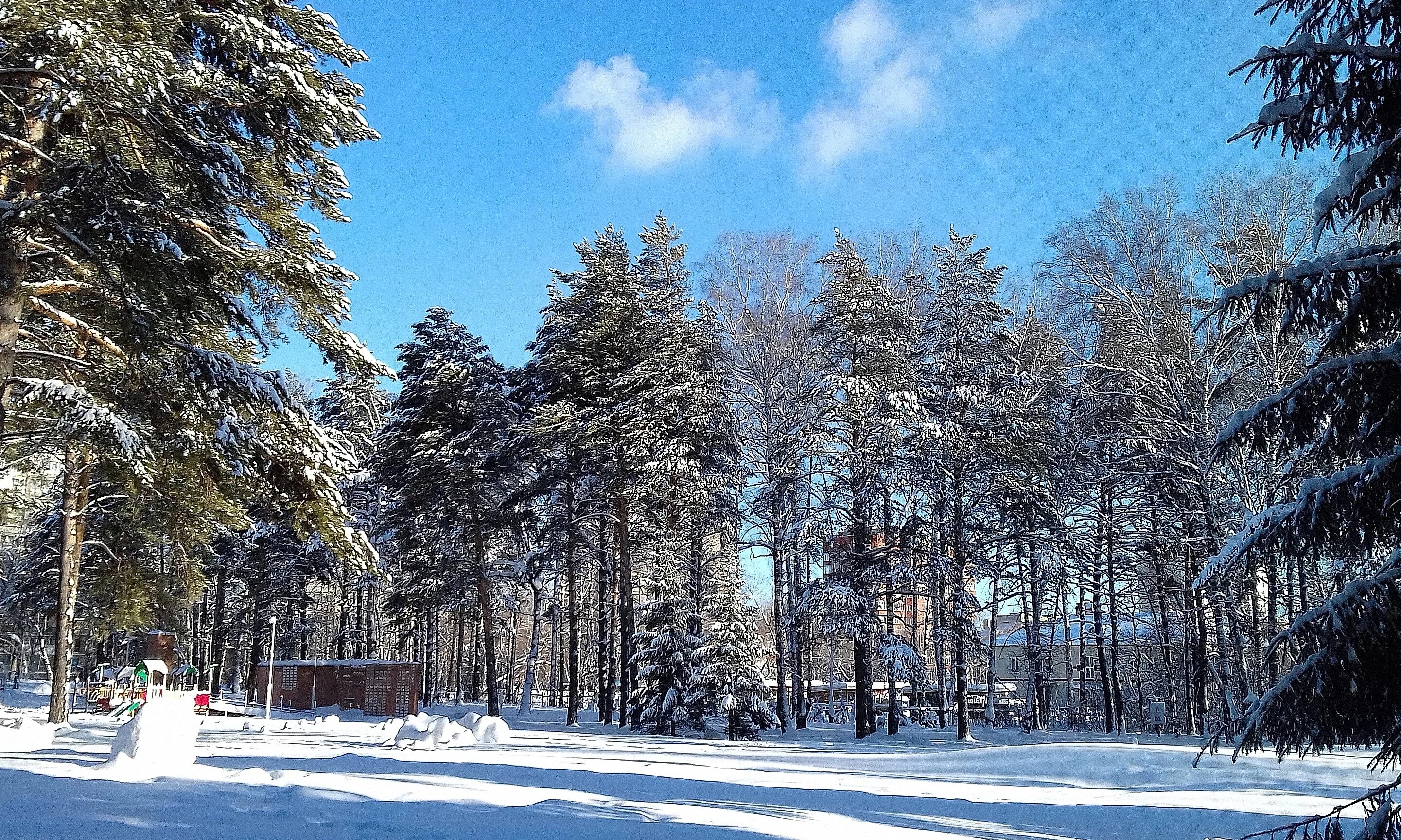 Хвойные новосибирск. ПКИО Сосновый Бор. Сосновый Бор (парк, Новосибирск). Парк Сосновый Бор Новосибирск зима. Сосновый Бор парк Новосибирск зимой.