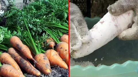Почему гниет морковь в погребе