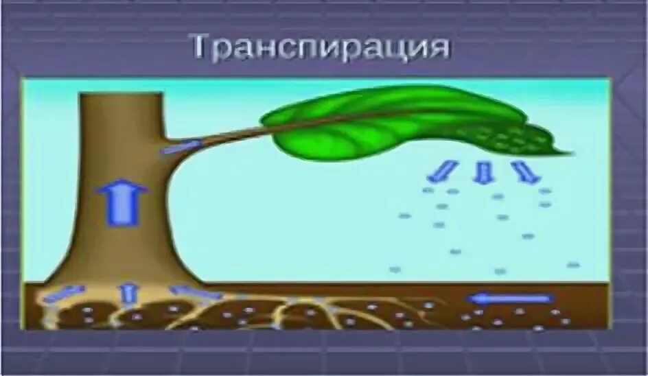 Транспирация функции. Транспирация функции
