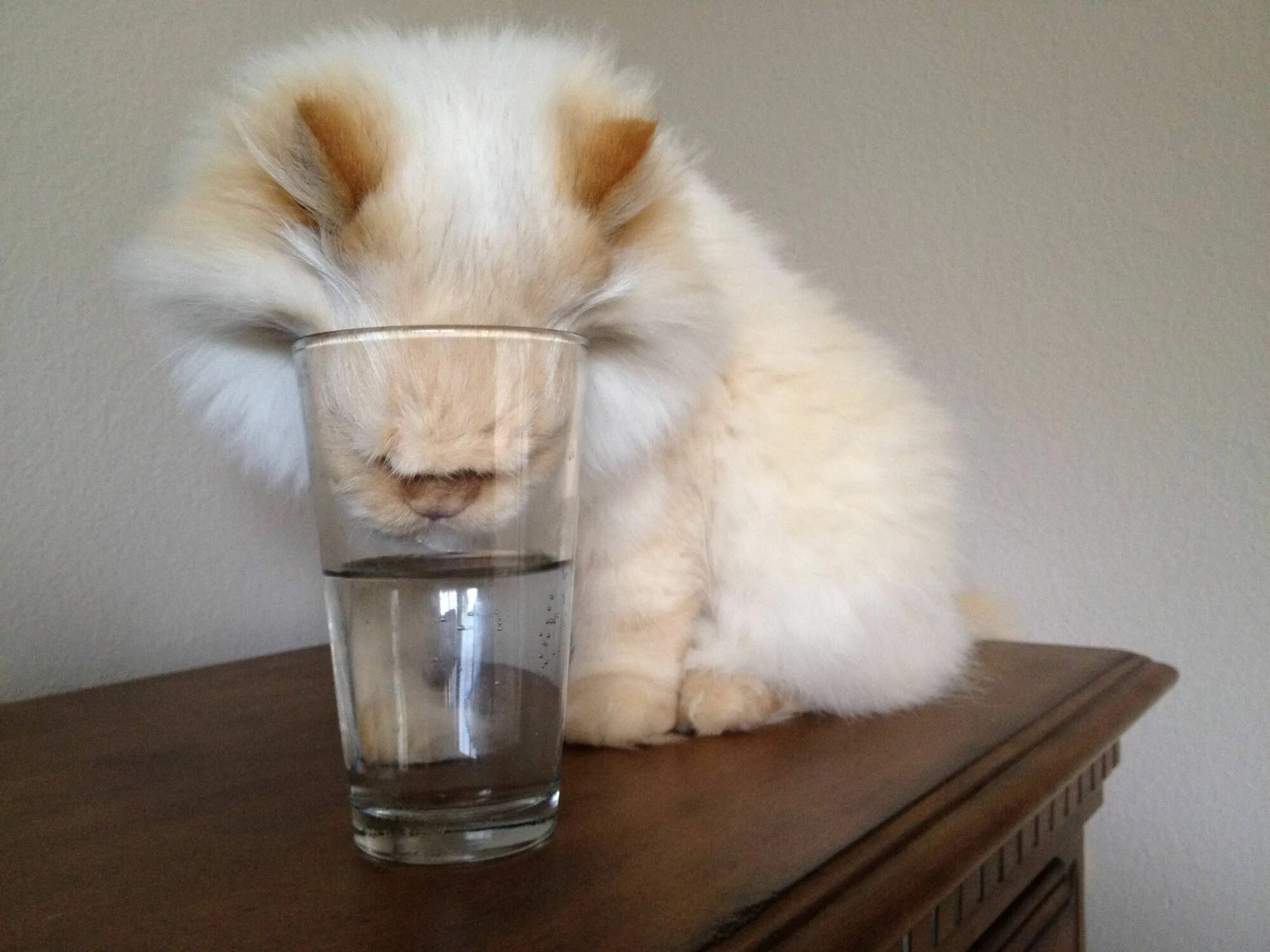 Под валерьянкой. Кот мордой в стакане. Кошка морда стакан. Валериана для кошек. Стакан валерьянки.