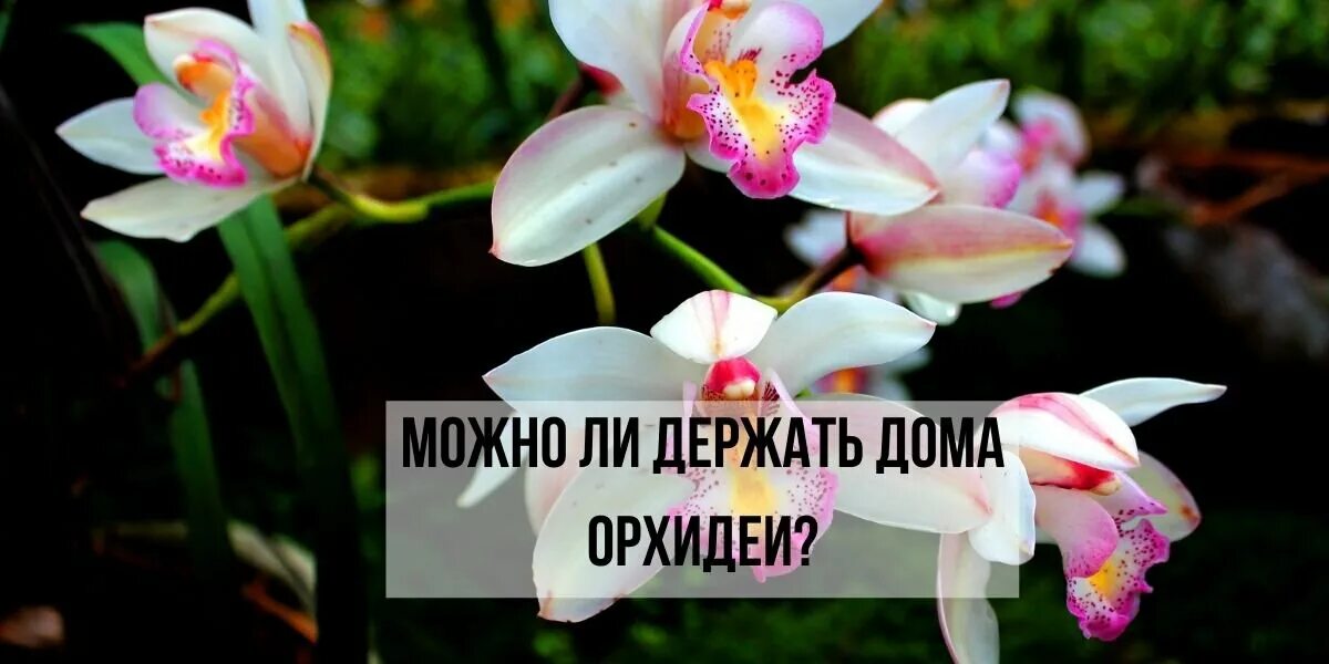 Орхидея можно держать дома приметы и суеверия. Фаленопсис приметы и суеверия. приметы связанные с орхидеями в доме. орхидея приметы и суеверия. упала орхидея примета.
