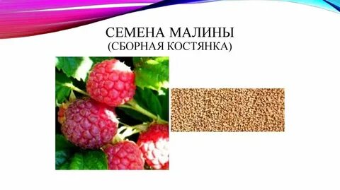 Малиновый семена