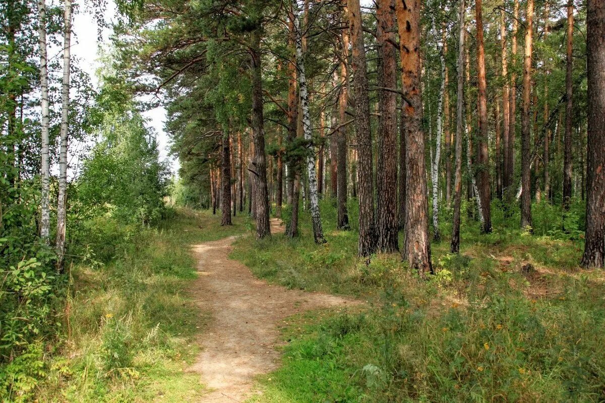 Лесной лесное ш 1. Тула Лесная опушка. Серпухов Лужки Лесная опушка. Ул Лесная опушка Тула. Лесная опушка Правдинск Балахна.