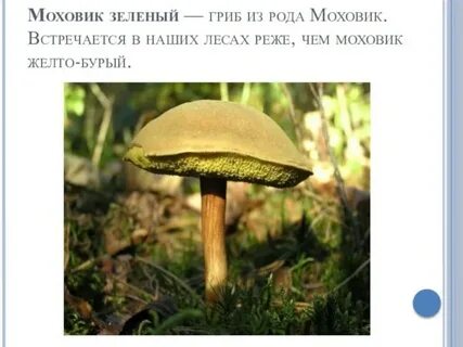 Грибы моховики фото и описание ядовитые