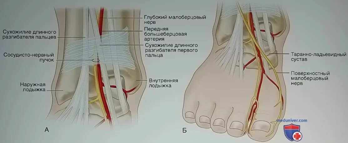 Какую функцию выполняют сухожилия