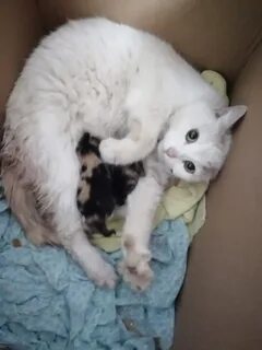 Кошка окотилась