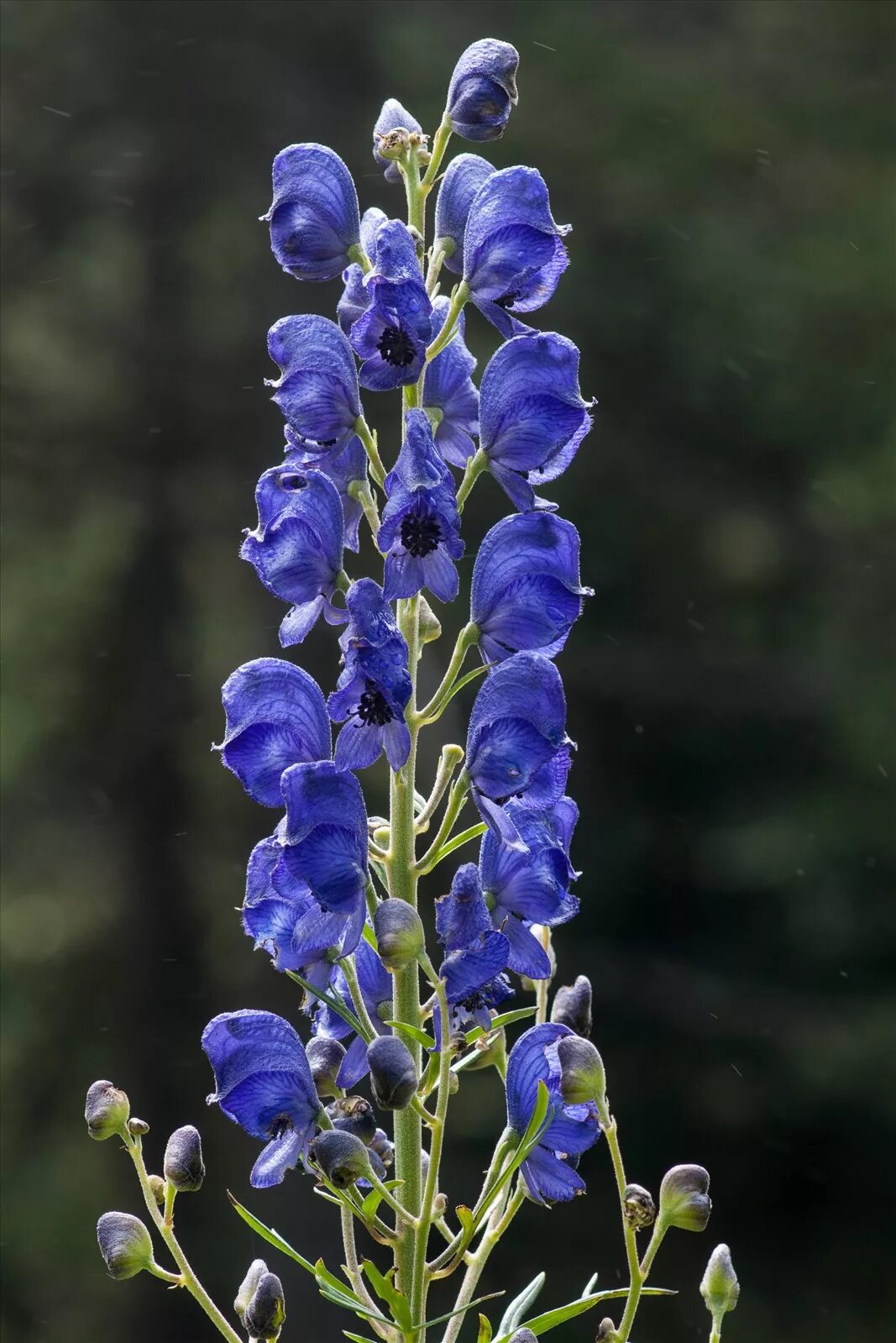 Синие ядовитые цветы. Аконит джунгарский. Аконит клобучковый. Аконит (борец). Аконит клобучковый Aconitum napellus.