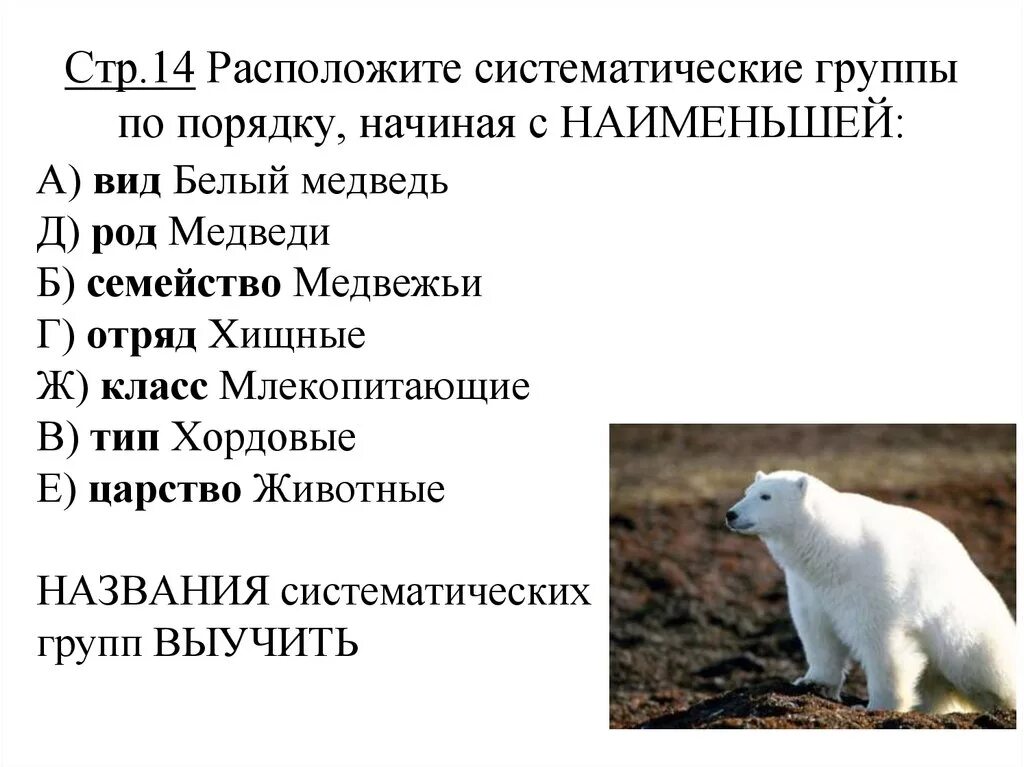 Медведь отряд млекопитающих. Белый медведь отряд семейство род вид. Систематика медведя. Систематические категории животных медведь. Систематика белого медведя.