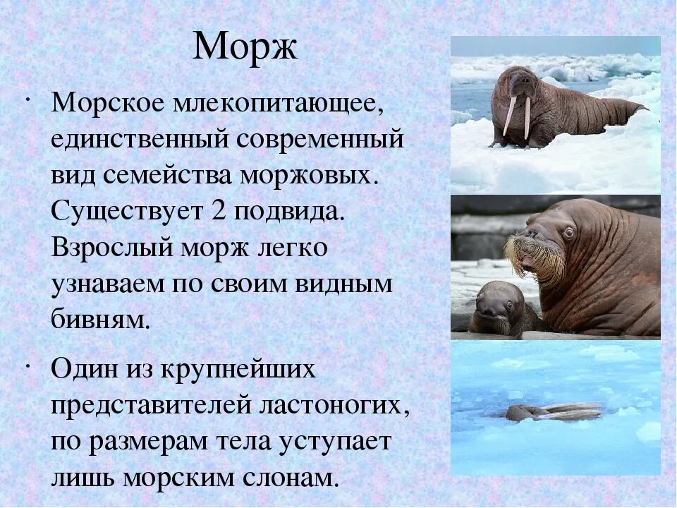 Морж описание. Морж презентация. Презентация на тему морж. Интересные факты о моржах.