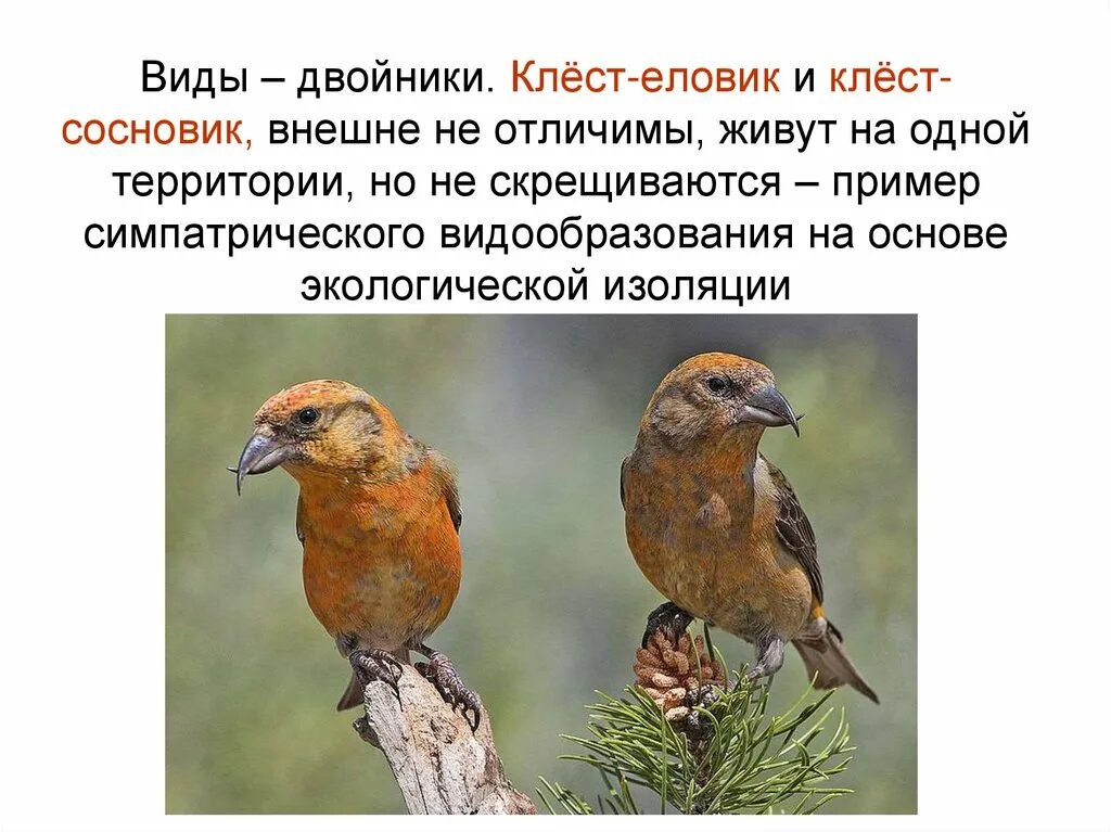 При распознавании видов двойников учитывается
