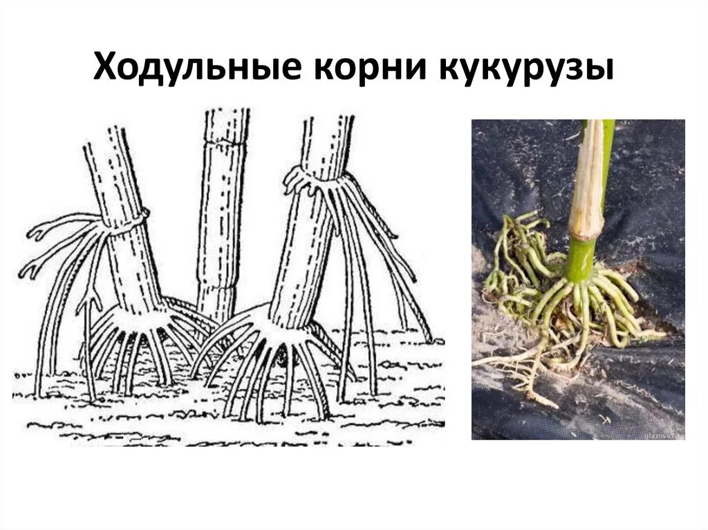 Видоизменения корня ходульные корни. Ходульные корни корни растений. Придаточные корни кукурузы. Ходульные корни метаморфозы.