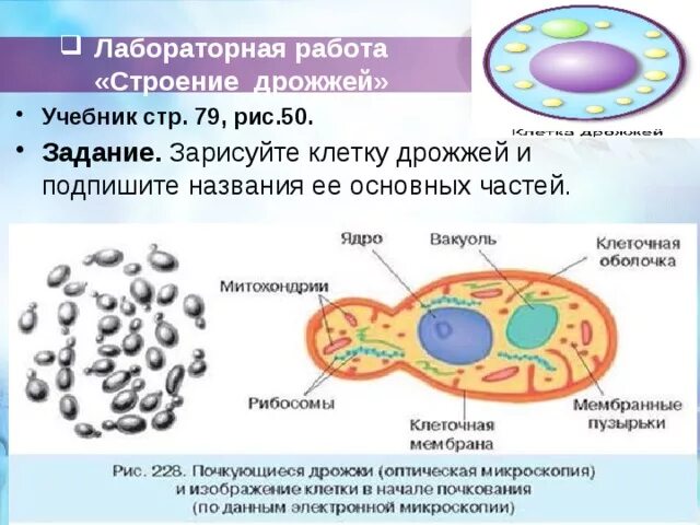 Оборудование для изучения клеток дрожжевых грибов. Строение дрожжей 5 класс биология рисунок. Строение грибной клетки дрожжи. Строение дрожжевой клетки 5 класс биология. Строение клетки гриба дрожжи.