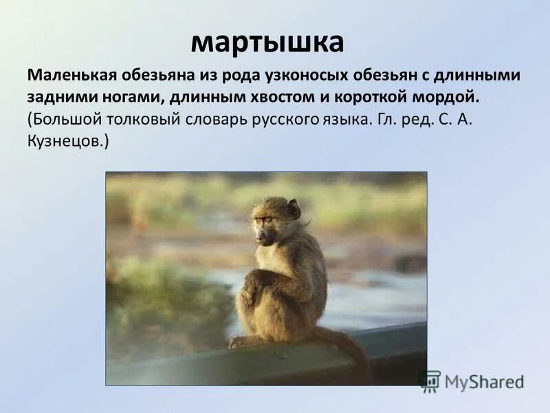 обезьянка рисунок. сообщение про обезьяну. маленькая обезьяна составить предложение. шимпанзе описание. тонкинский ринопитек.