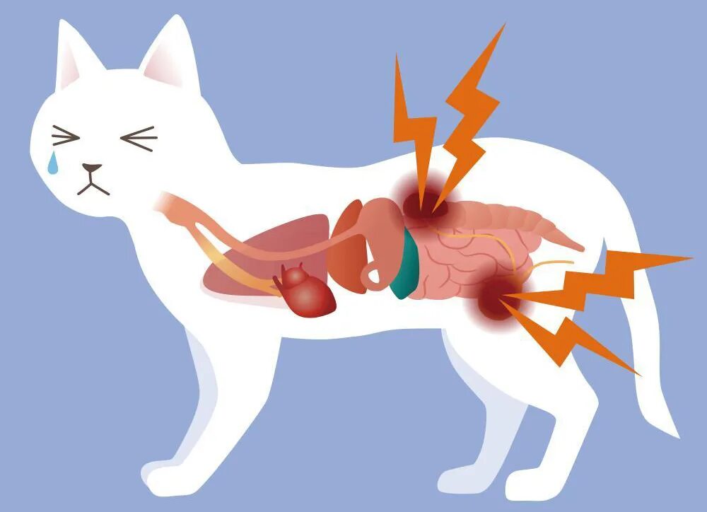 Печень симптомы котам. Мочекаменная болезнь у кота. Мочекаменная болезнь у кота симптомы. Мочекаменная болезнь мкб у кота. Болезни кошек мкб.