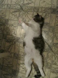 Живот котенка 1 месяц