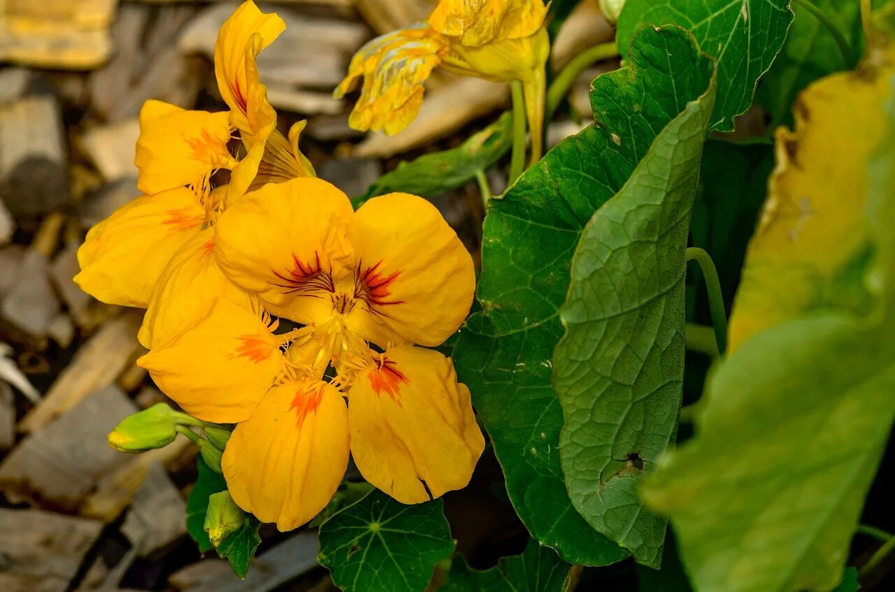 Настурция Верд Берт. Настурция Tropaeolum majus l. Настурция махровая. Настурция чёрный бархат. Настурция краса