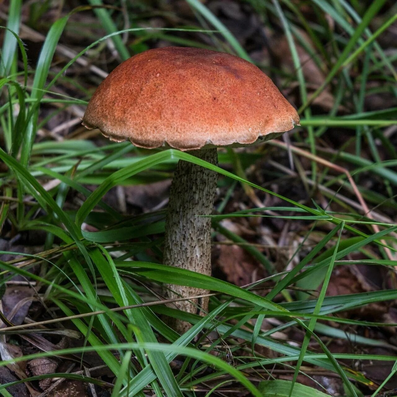 Подосиновик красный. Подосиновик обыкновенный. Подосиновик красный (Leccinum aurantiacum). Съедобные грибы красноголовики.