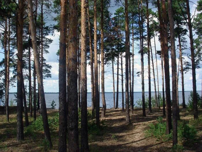 Места на рыбинском. Сосновые берега Рыбинского водохранилища. Кременево Рыбинское водохранилище. Борок Рыбинское водохранилище. Рыбинское водохранилище поселок Коприно.