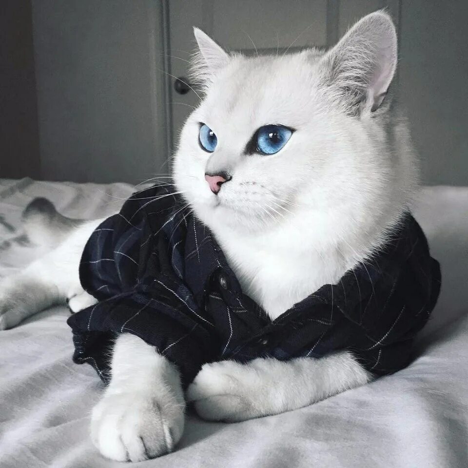 Породы котов с голубыми глазами. Синеглазый Коби. Кот Коби порода. Голубоглазый кот Коби. Британский кот Коби.